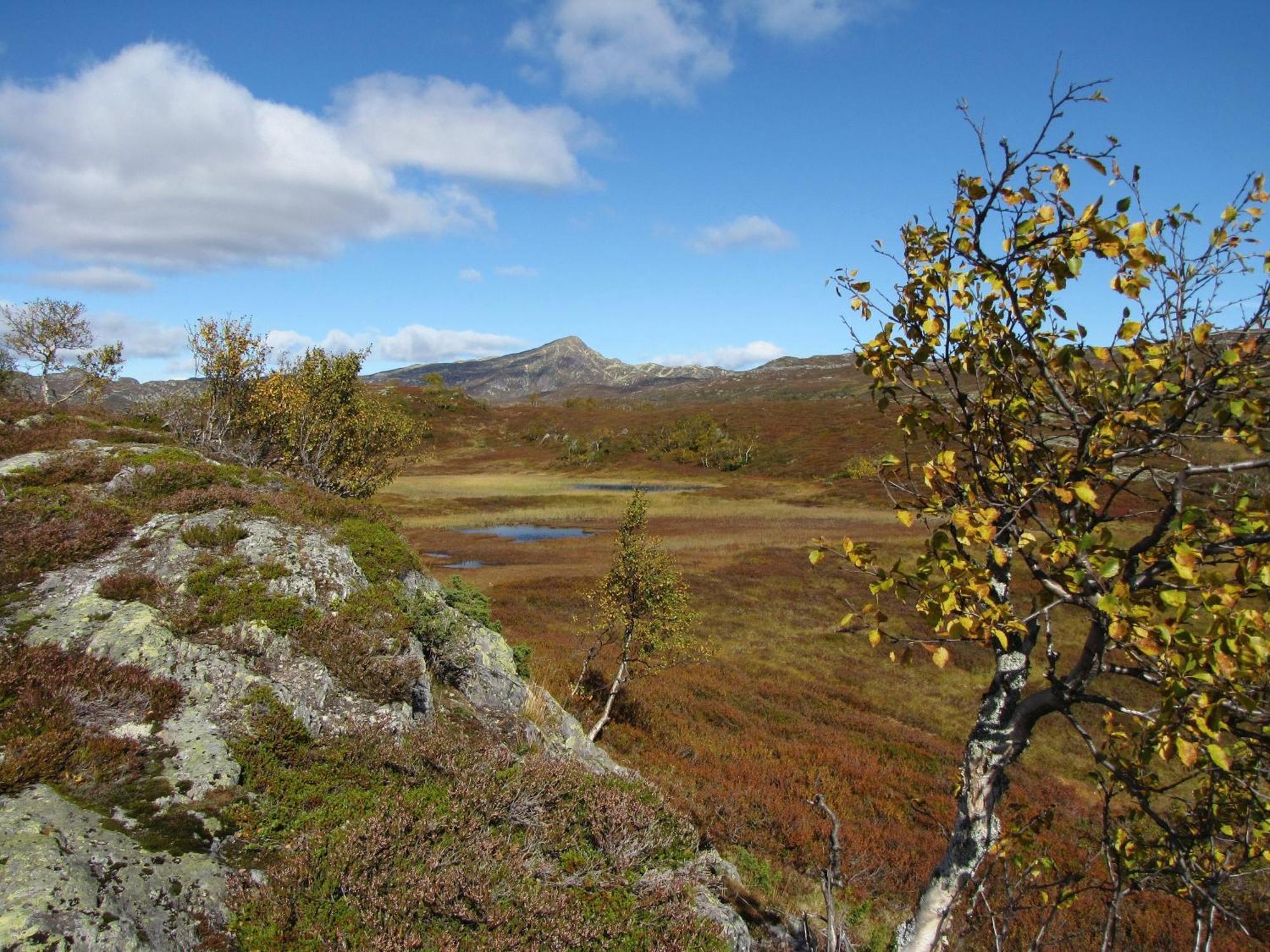 Nordbo Pensjonat Hjartdal Kültér fotó